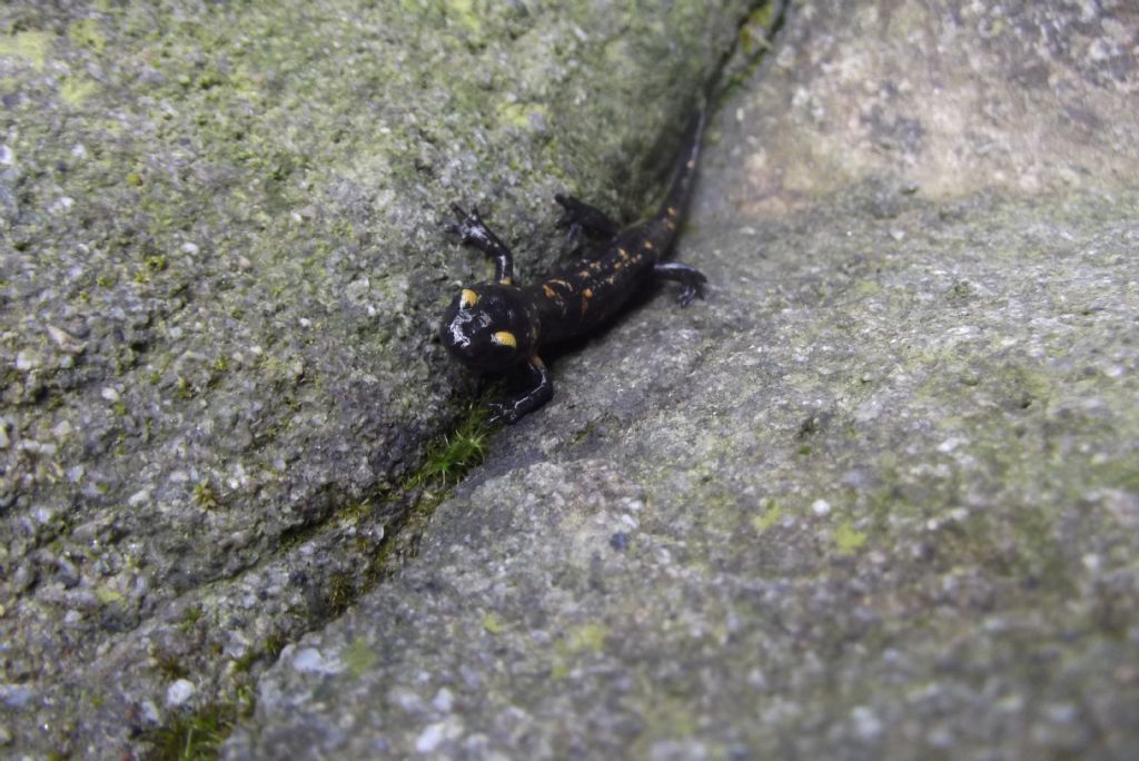 giovane Salamandra